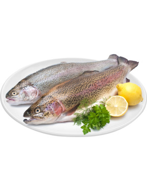 Trota Iridea Salmonata