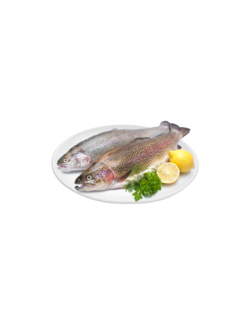 Trota Iridea Salmonata