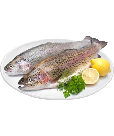 Trota Iridea Salmonata