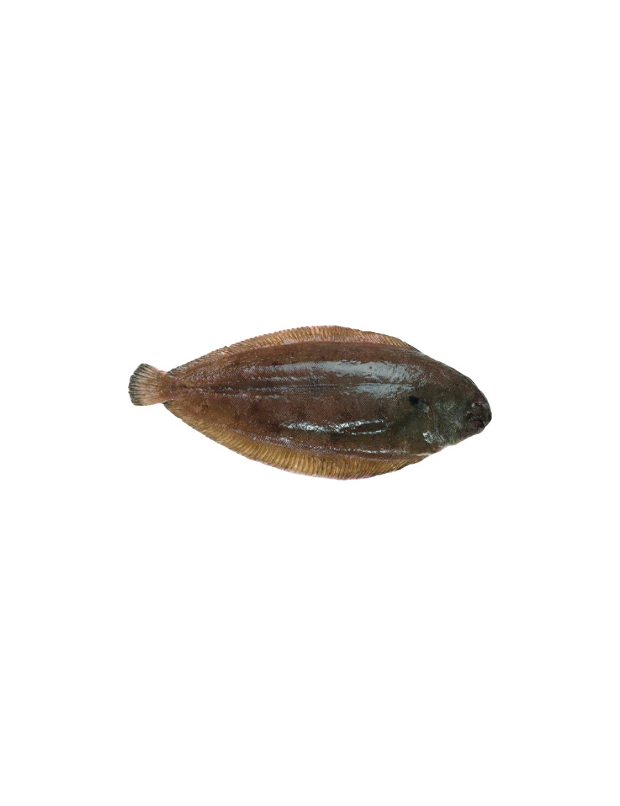 SOGLIOLA N4 INTERA FAO 27SOLEA SOLEA (CASSA X3KG)