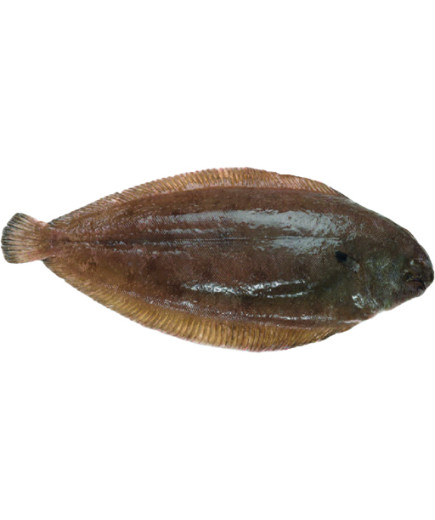 SOGLIOLA N4 INTERA FAO 27SOLEA SOLEA (CASSA X3KG)