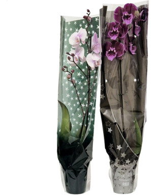 ORCHIDEA V.12