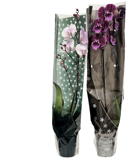 ORCHIDEA V.12