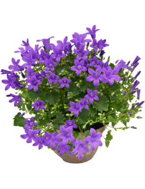 CAMPANULA V.10