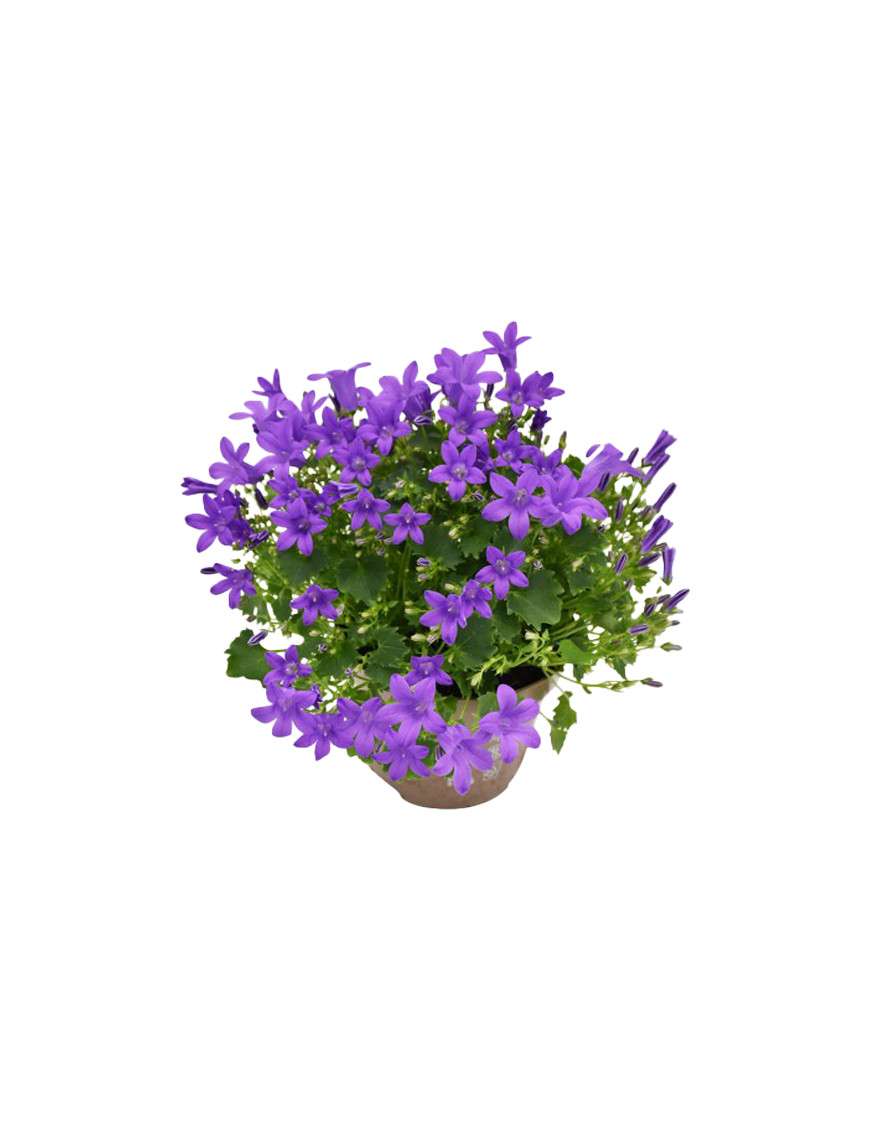 CAMPANULA V.10