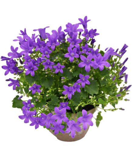 CAMPANULA V.10