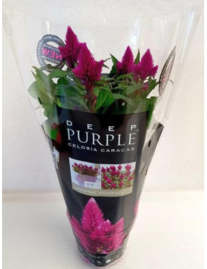 CELOSIA CRESTATA V.12