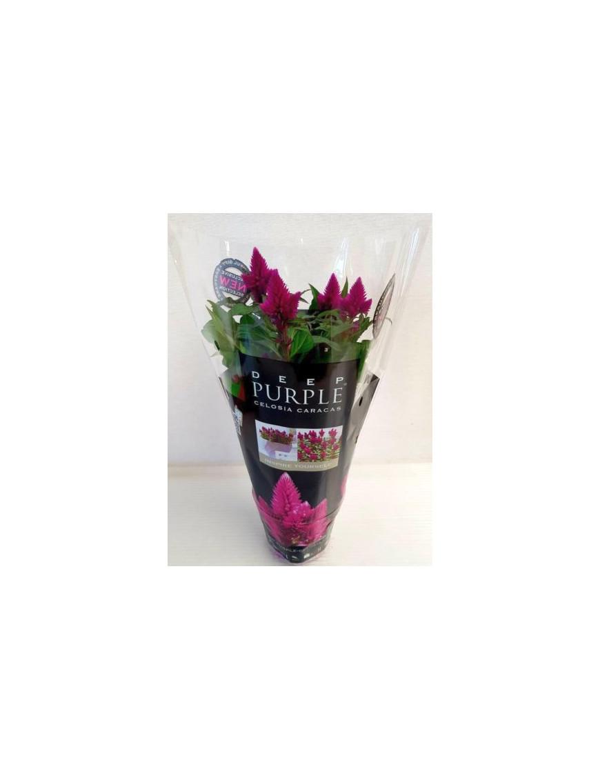 CELOSIA CRESTATA V.12