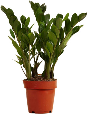 ZAMIOCULCAS V.12