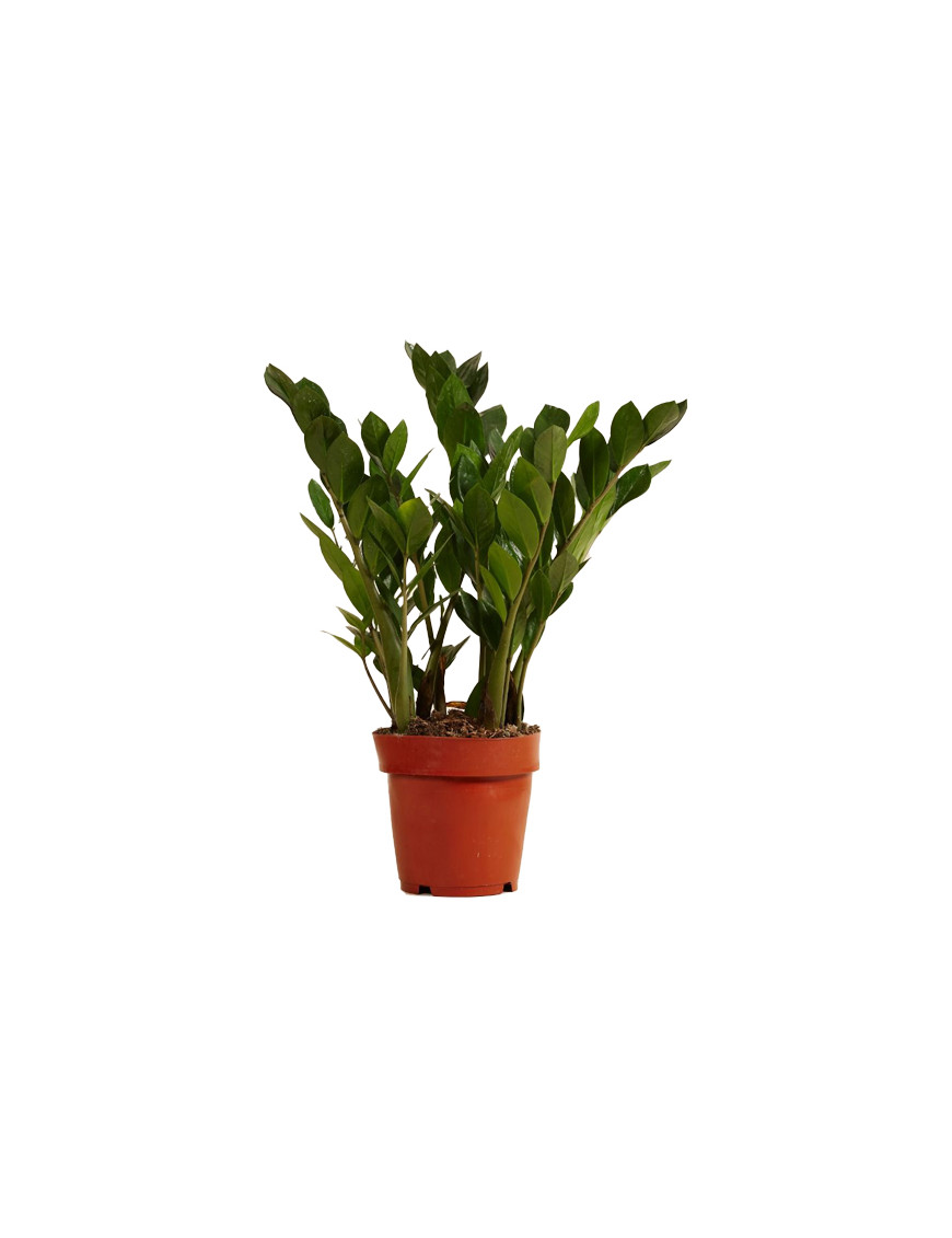 ZAMIOCULCAS V.12