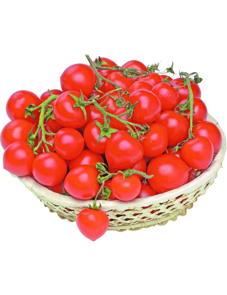 POMODORO CILIEGINO SF.