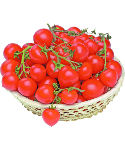 POMODORO CILIEGINO SF.
