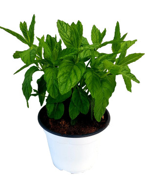 MENTA VASO V.14