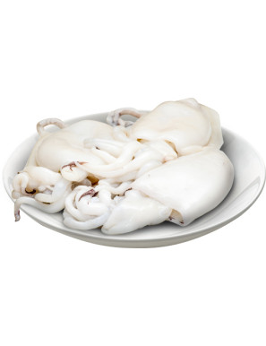 SEPPIA 300/500 FAO27 FRANCIA SEPIA OFFICINALIS CSX4KG SEL.