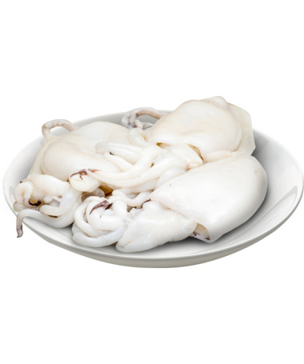 SEPPIA 300/500 FAO27 FRANCIA SEPIA OFFICINALIS CSX4KG SEL.