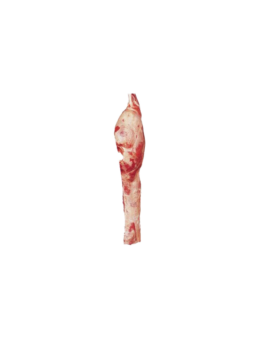 VITELLO POSTERIORE C/O S/P