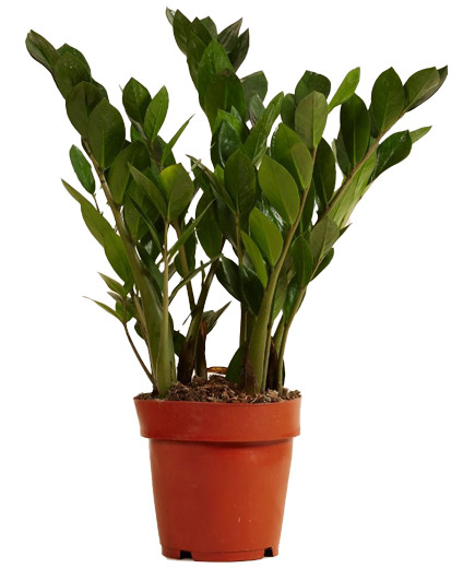ZAMIOCULCAS V.12