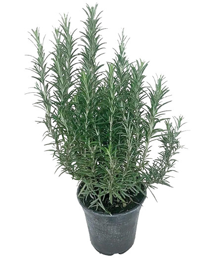 ROSMARINO VASO V.14