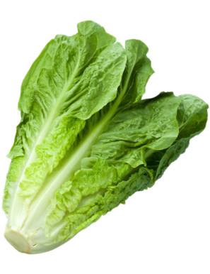 INSALATA LATTUGA ROMANA