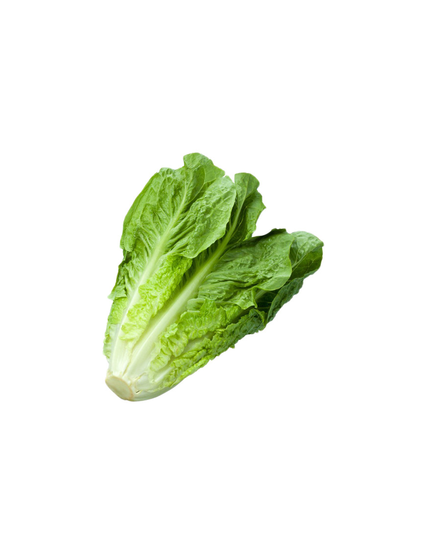 INSALATA LATTUGA ROMANA