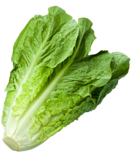INSALATA LATTUGA ROMANA